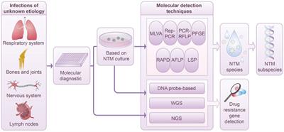 Applications and advances in molecular diagnostics: revolutionizing non-tuberculous mycobacteria species and subspecies identification
